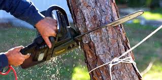 Trusted Hopatcong, NJ Tree Care Experts