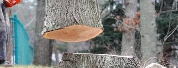 How Our Tree Care Process Works  in  Hopatcong, NJ