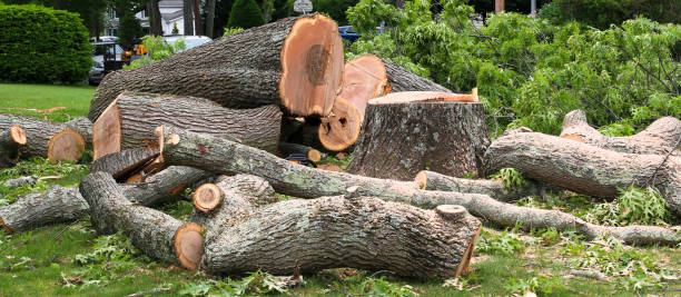 Best Tree Removal  in Hopatcong, NJ