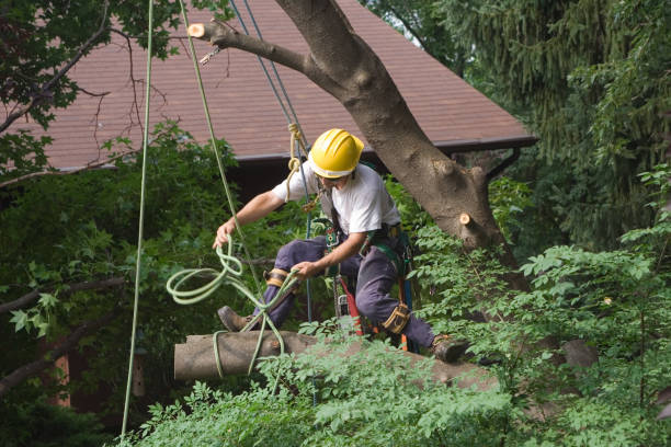 Best Lawn Renovation and Restoration  in Hopatcong, NJ
