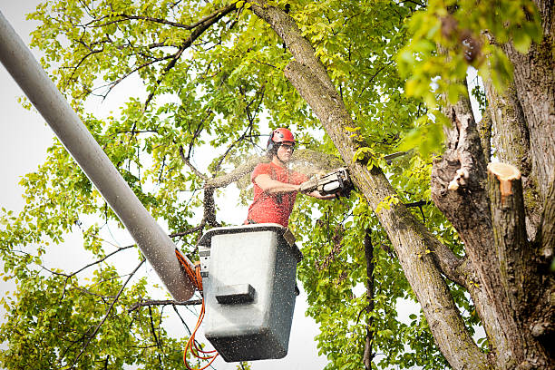  Hopatcong, NJ Tree Care Pros
