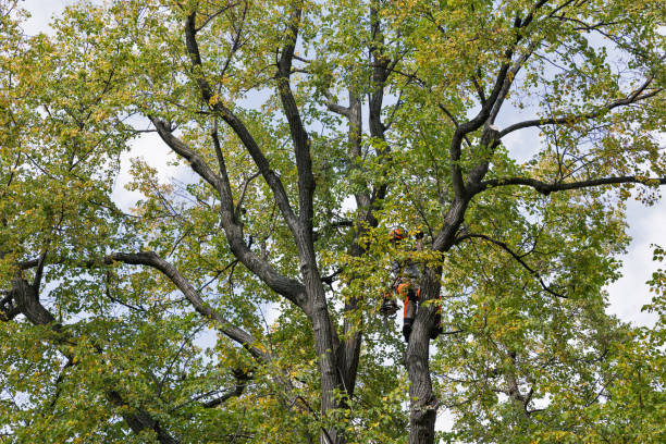 Tree and Shrub Care in Hopatcong, NJ
